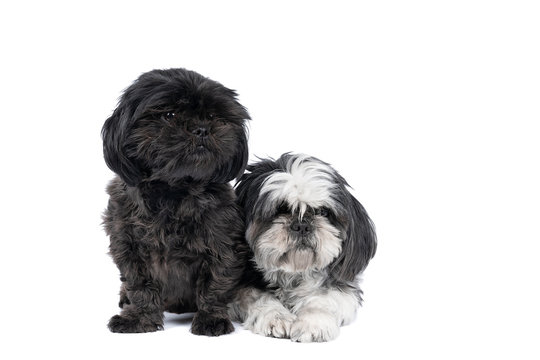 Shih-Tzu ( Shih Tzu ) puppy and mother black and white and grey, sitting and lying isolated in a white background looking at the camera, two dogs