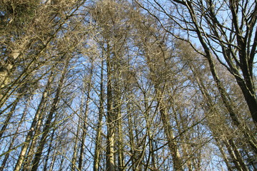 Fototapeta premium Forêt de conifères