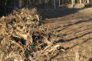 Parcelle défrichée 