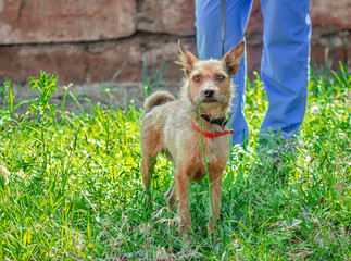 shaggy outbred dog on lawn on leash next to man in blue veterinary uniform