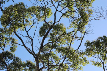 sky blue and green tree