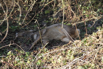 Corps de chevreuil mort