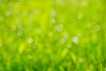 Blurred background with green grass for design_