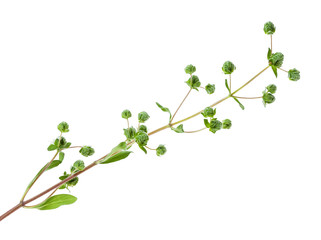 branch with buds of fresh marjoram herb isolated
