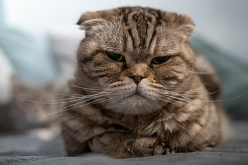 Dissatisfied cat Scottish Fold looks sternly at the camera, lying on a soft plaid.