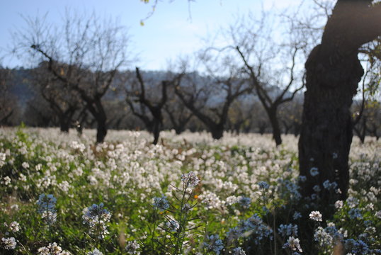 Campo de almendros llenos de flores blancas (Diplotaxis erucoides).