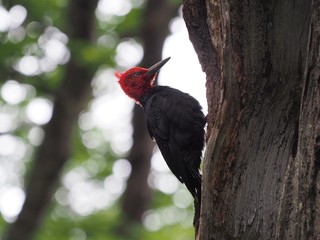 Magellanic Woodpecker, Torres Del Paine, Chile