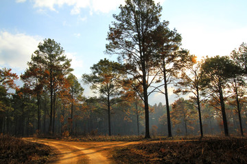 Obraz premium Beautiful dirt road with pine tree and warm sunlight in evening at Phuhinrongkla National Park, Phitsanulok, Thailand. Beauty of nature, Natural wallpaper and Landmark for travel 