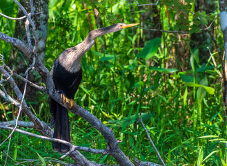 Anhinga, Florida Bird Photography, Everglades National Park, Southwest Florida, Cypress Swamp...