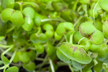 leaves of green sprouts of mustard cress close up