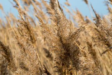 Fototapeta premium Juncaceae or dry reeds in wetland