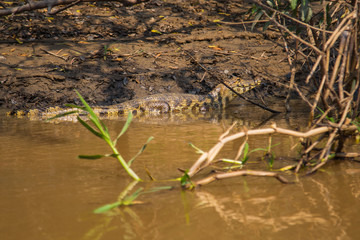 The caimain of la Pampas, Bolivia