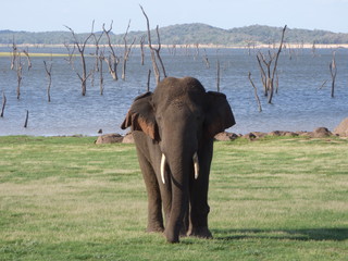 Elefante de Mineriya