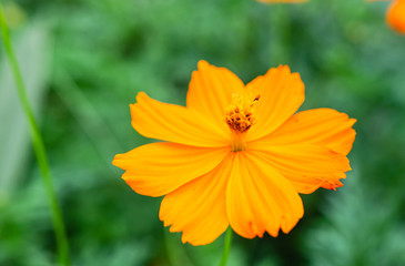 Wild flowers that bloom in the countryside Soft focus image