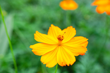 Wild flowers that bloom in the countryside Soft focus image