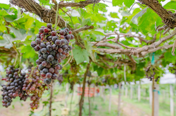 vineyard with ripe grapes in countryside 