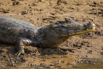 Fototapeta premium The caimain of la Pampas, Bolivia