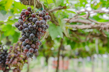 vineyard with ripe grapes in countryside 