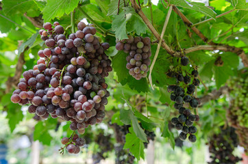 vineyard with ripe grapes in countryside 