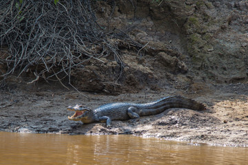The caimain of la Pampas, Bolivia