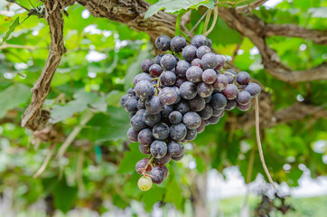 vineyard with ripe grapes in countryside 