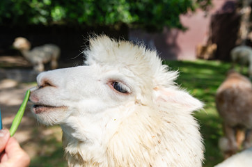 Alpaca is in the zoo. Soft focus image