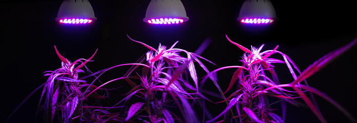 Plant sapling cannabis growing with LED grow light