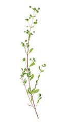 twig with buds of fresh marjoram herb isolated