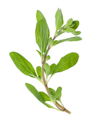 fresh marjoram (Origanum majorana) herb isolated