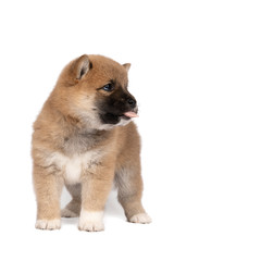 Shiba Inu puppy standing isolated in a white background showing his tongue looking right