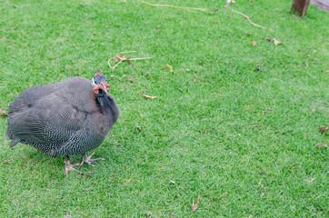 The peacock in the zoo Soft focus image