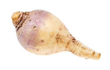 ripe rutabaga root isolated on white