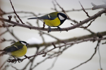 Two common tits (Parus) are sitting on a tree branch.