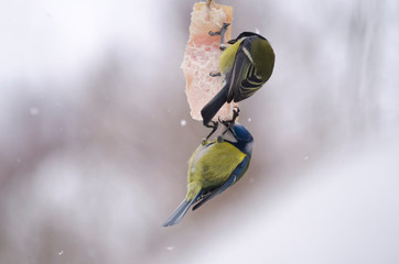 Two titmouse (Parus and Cyanistes caeruleus) eat fat. Help the birds in the winter.