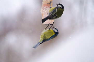 Two titmouse (Parus and Cyanistes caeruleus) eat fat. Help the birds in the winter.