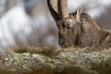 Relax for the king of Alps mountains, portrait of Alpine ibex (Capra ibex)