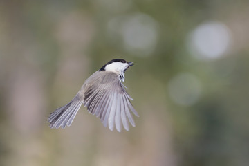 Marsh tit in flight (Poecile palustris)