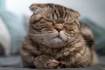 Beautiful, cute cat Scottish Fold is resting, she closed her eyes and is dozing, lying on a soft plaid.