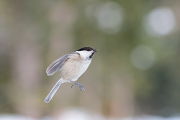 Awesome freeze frame, the Marsh tit suspended (Poecile palustris)