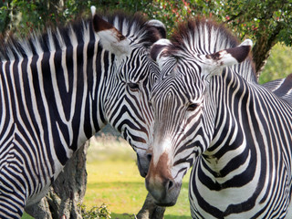 Fototapeta premium a close up of the heads of two grevys zebras in front of grass and trees