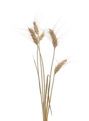 Dry wheat ears, crops isolated on white background