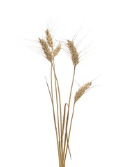 Fototapeta premium Dry wheat ears, crops isolated on white background