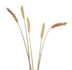 Dry wheat ears, crops isolated on white background
