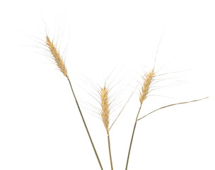 Dry wheat ears, crops isolated on white background