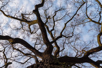 Fototapeta premium Tree tops of oak trees photographed from the ground in winter, tree tops in winter, bare oak trees, photographed from below, blue sky with small clouds
