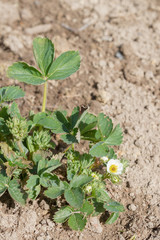 An elderly man transplants strawberries in the garden in the spring