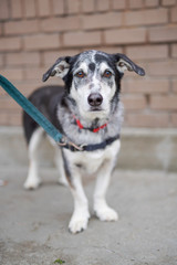 Obraz premium portrait of a cute dog on leash