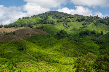 Die Cameron Highlands, Tee-Plantagen in Malaysia