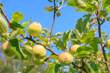 Mature apples hanging on a tree branch in the summer garden