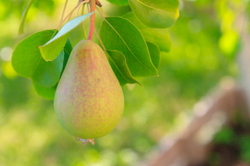 Mature pears hanging on a tree branch in the Summer garden